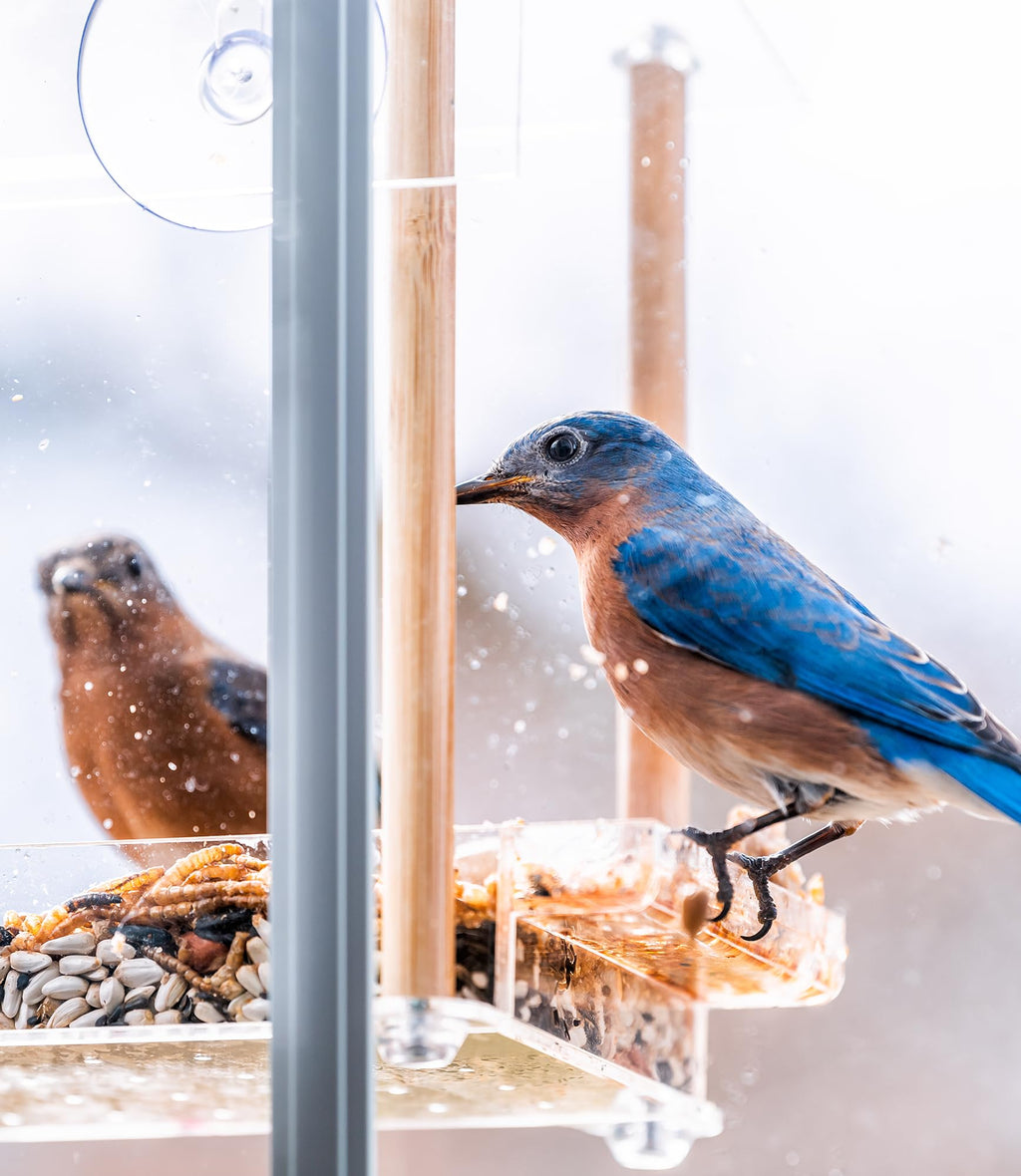 Fruit & Nut Bird Seed 20 lb N4094