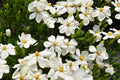 White Fragrant Flowers 1 Gallon Gardenia Plant Y5558