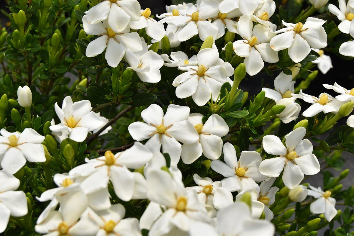 White Fragrant Flowers 1 Gallon Gardenia Plant Y5558