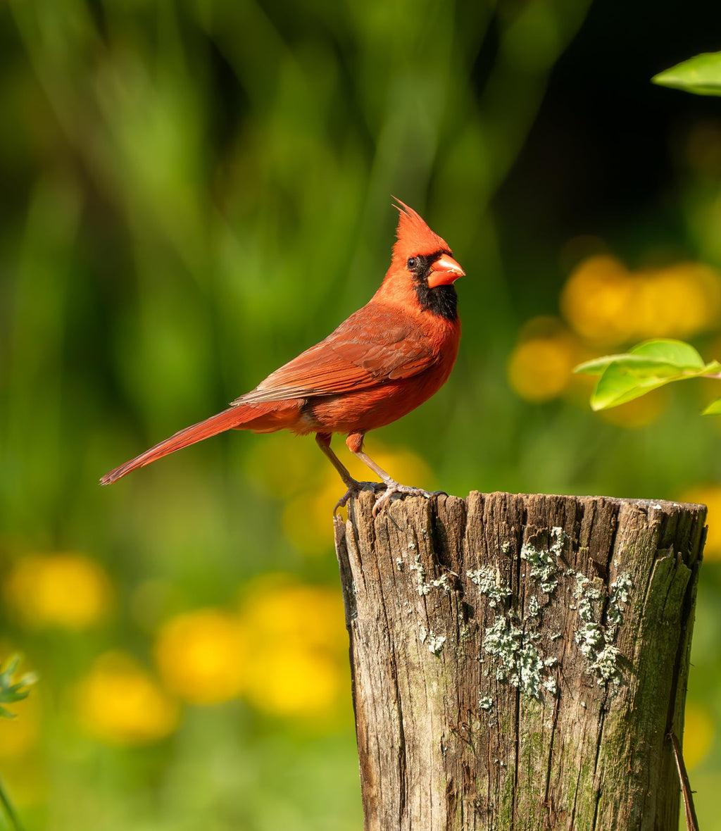 Fruit & Nut Bird Seed 20 lb N4094