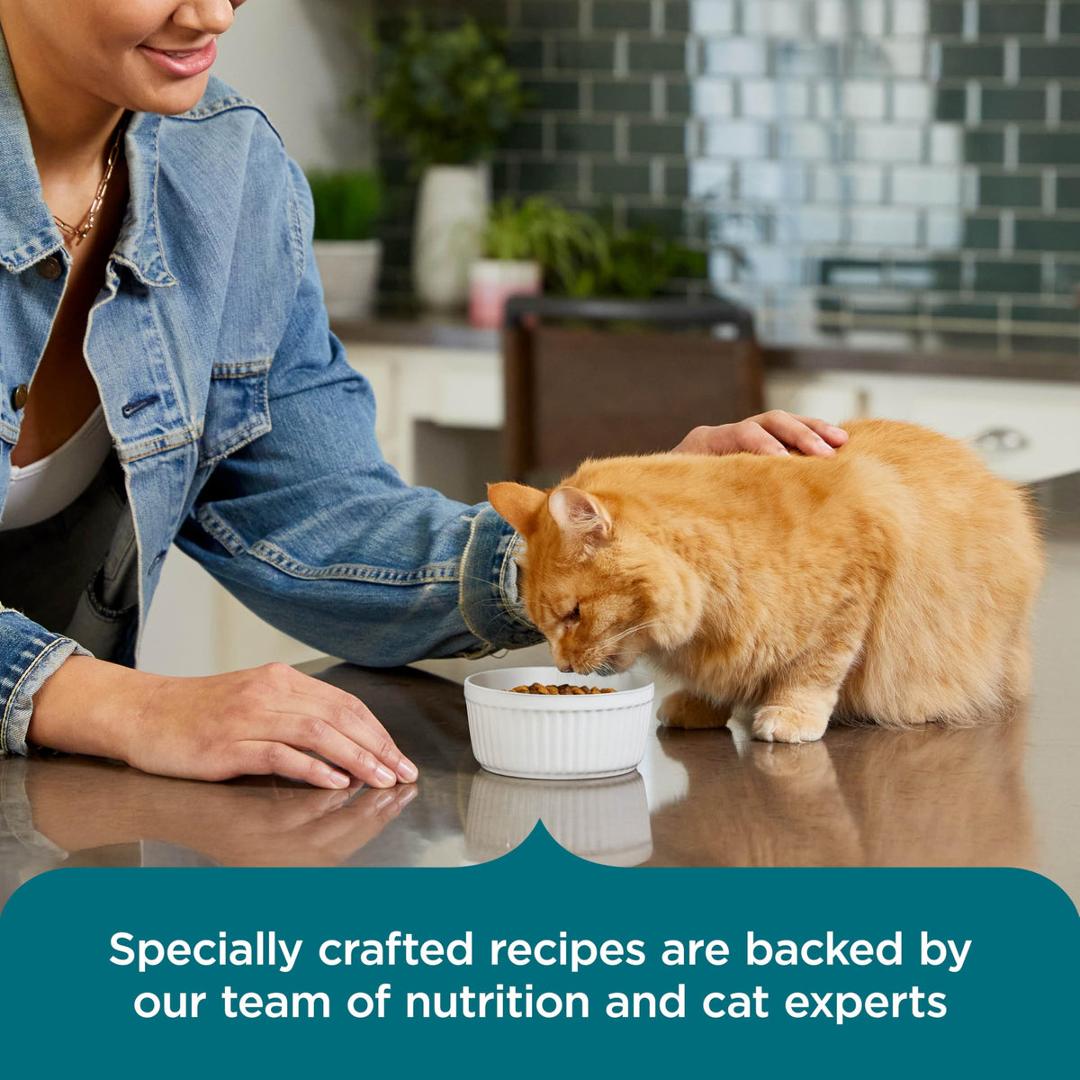 Salmon & Brown Rice Recipe Dry Cat Food 14 lb. Bag G6884