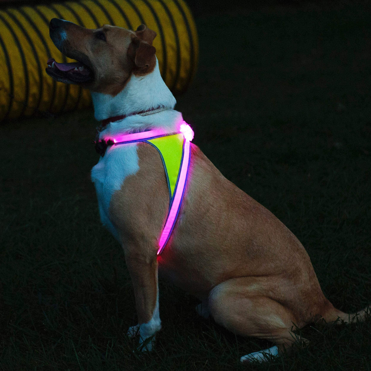 Reflective Light Up Dog Harness Large R392